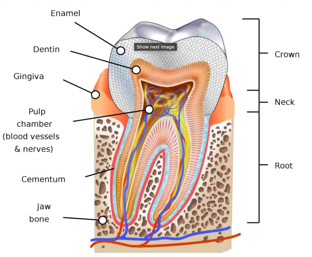 Normal tooth structure