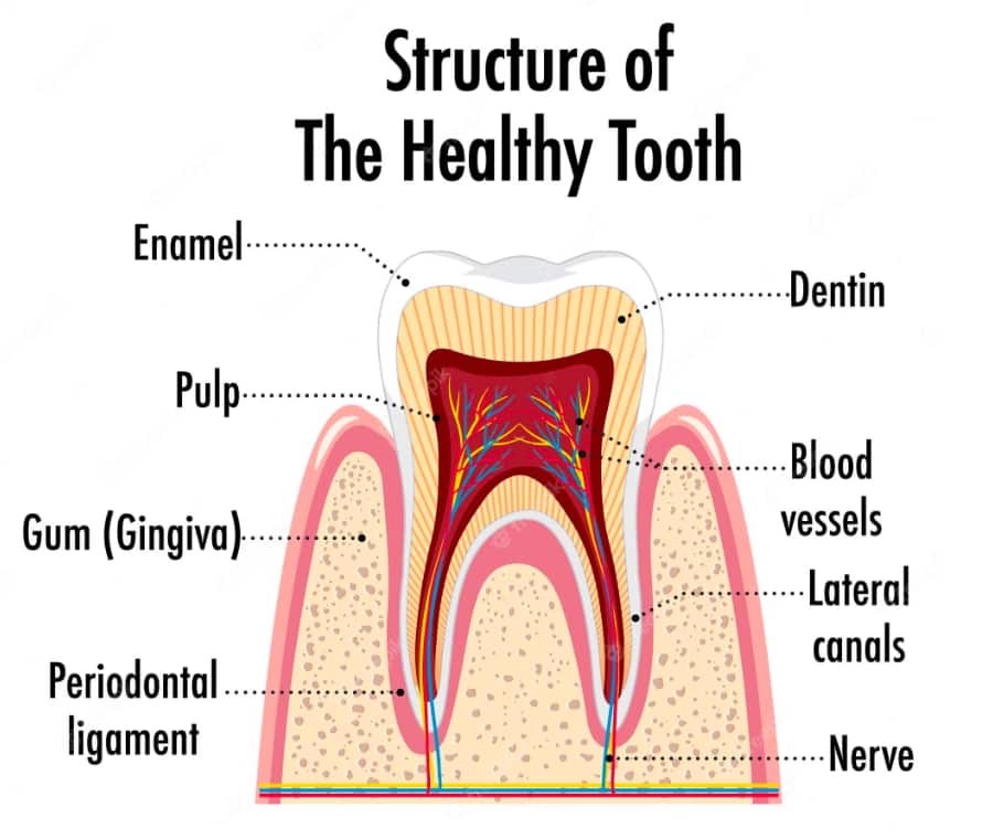 Healthy gum