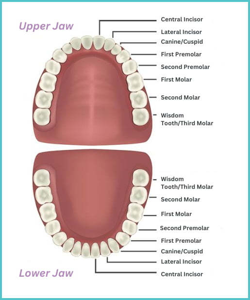 teeth
